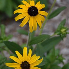 American Gold Rush Coneflower #1.5 gallon pot