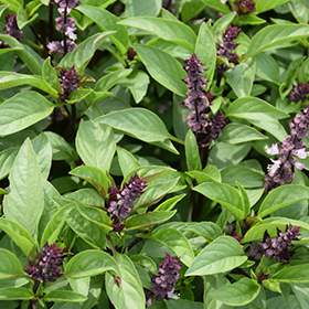 Sweet Basil 14" oval planter - Chef Jeff