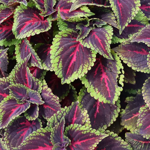 Coleus Colorblaze Torchlight PW Grande