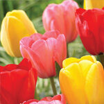 Tulip