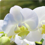 Orchids