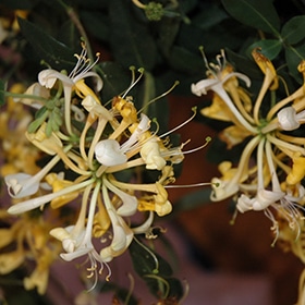 Scentsation Honeysuckle #1.5 gallon pot - Proven Winners