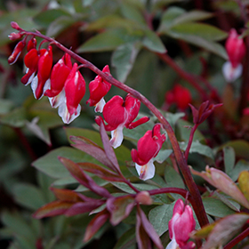 Valentine Bleeding Heart #2 gallon pot