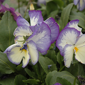 Blue Moon Pansy 4.25"/quart pot