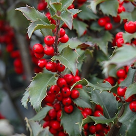Blue Princess Meserve Holly #2 gallon pot