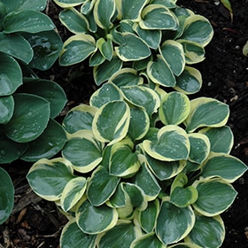 Mighty Mouse Hosta #1 gallon pot