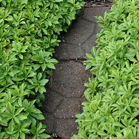 Green Carpet Japanese Spurge #1 gallon pot