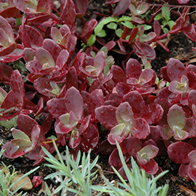 Firecracker Stonecrop 4.25"/quart pot