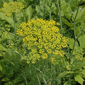 Hedger Dill 4.25"/Grande pot - Proven Winners