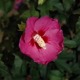 Lil' Kim Violet Rose of Sharon #5 gallon pot - Proven Winners
