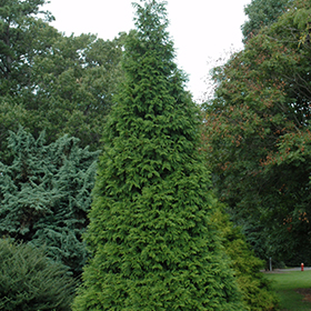 Green Giant Arborvitae #15 gallon pot