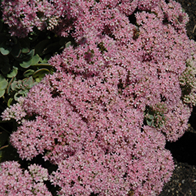 Lime Zinger Stonecrop 4.25"/quart pot