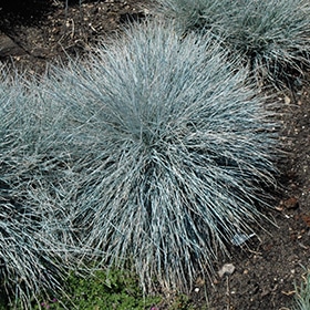 Elijah Blue Fescue #1 gallon pot