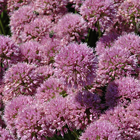 Millenium Ornamental Onion 4.25"/quart pot