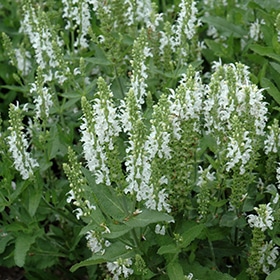 Lyrical White Meadow Sage #1.5 gallon pot