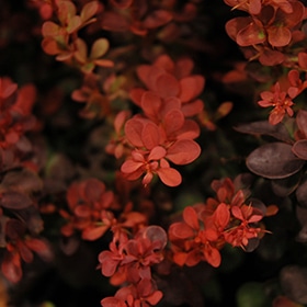 Sunjoy Mini Salsa Japanese Barberry #2 gallon pot - Proven Winners
