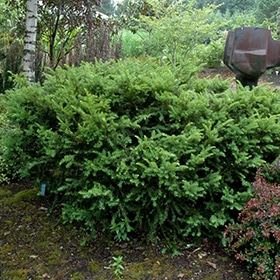 Taunton's Yew #5 gallon pot