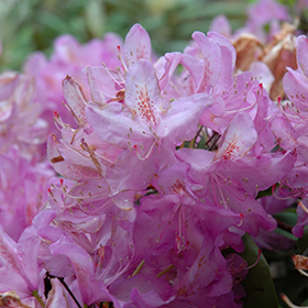 Minnetonka Rhododendron #1 gallon pot