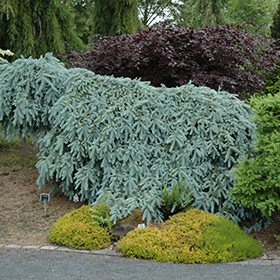The Blues Colorado Blue Spruce #10 gallon pot