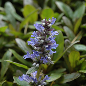 Blueberry Muffin Bugleweed 4.25"/quart pot