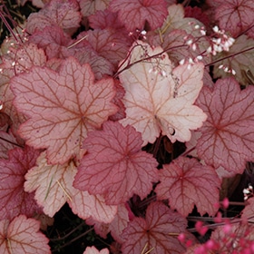 Georgia Peach Coral Bells #1 gallon pot