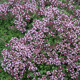 Magic Carpet Thyme #1 gallon pot