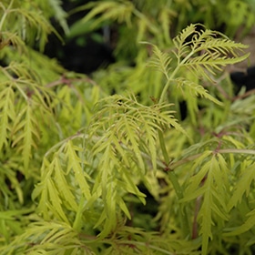 Lemony Lace Elder #3 gallon pot - Proven Winners