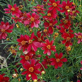 Red Satin Tickseed #2 gallon pot