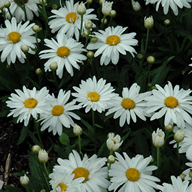 Whoops-A-Daisy Shasta Daisy #2 gallon pot