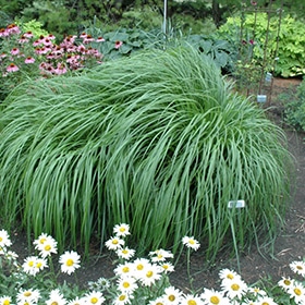 Red Head Fountain Grass #2 gallon pot