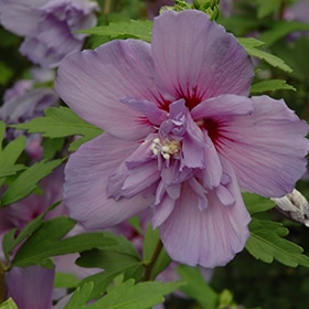 Blue Chiffon Rose of Sharon #5 gallon pot - Proven Winners