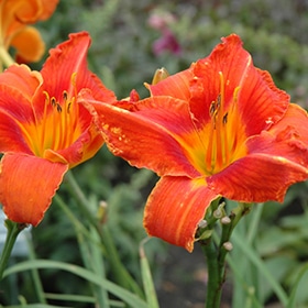 Alabama Jubilee Daylily #1.5 gallon pot