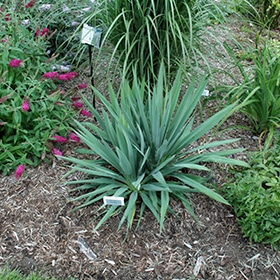 Excalibur Adam's Needle #3 gallon pot