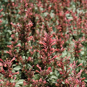 Kudos Coral Hyssop #1 gallon pot