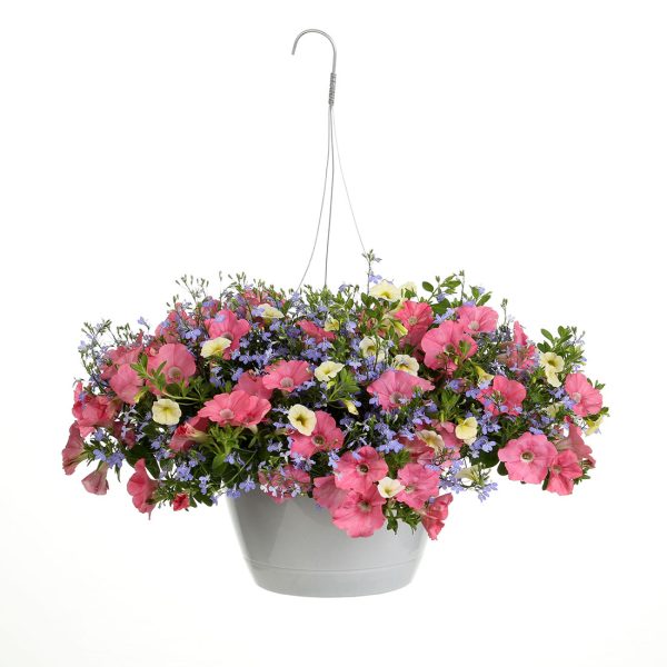 Proven Winners Bermuda Skies Combination Hanging Basket