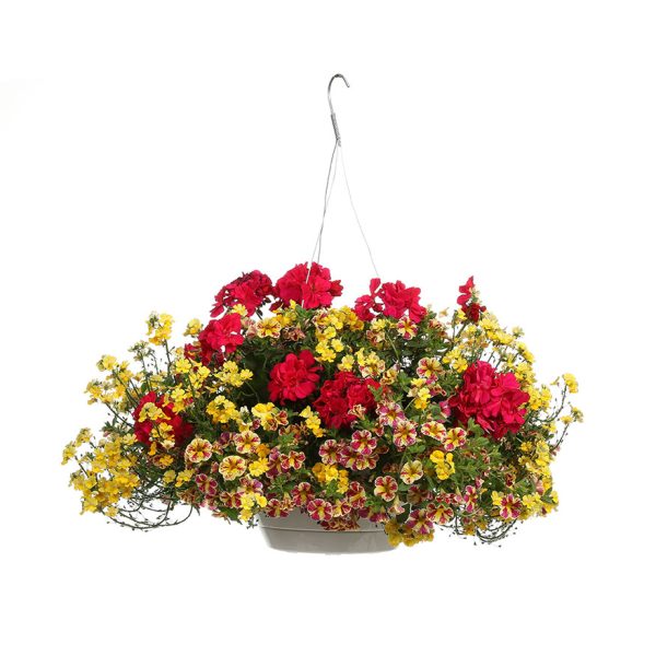 Proven Winners Caribbean Citrus Combination Hanging Basket