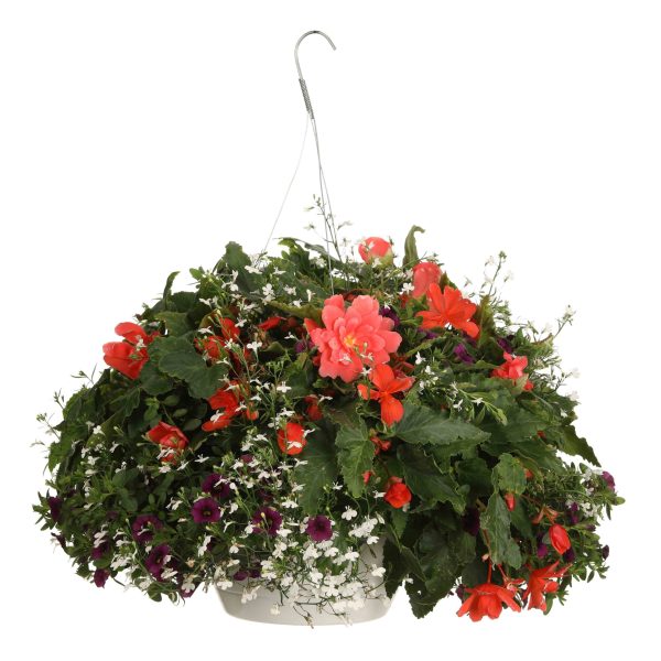 Proven Winners Salzburg Shadow Combination  Hanging Basket