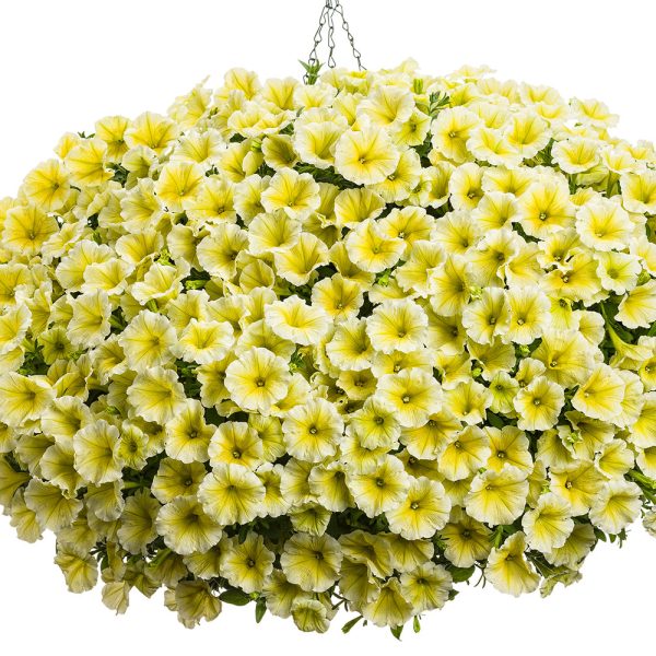 Proven Winners Limoncello Supertunia Petunia Hanging Basket