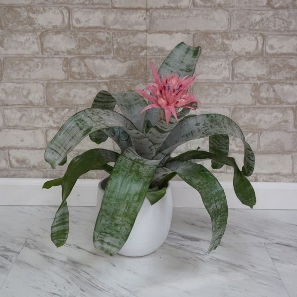 Bromeliad Fasciata