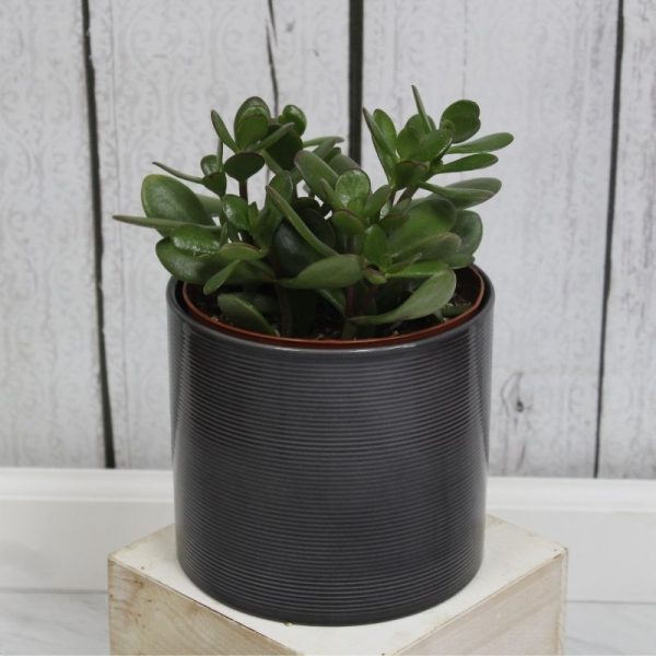 Jade Plant