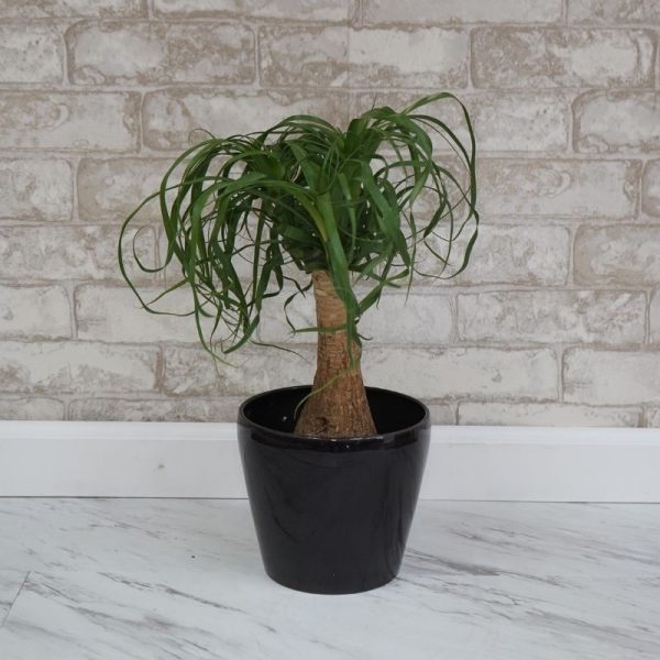 Ponytail Palm