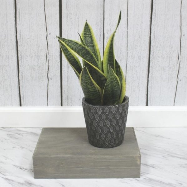 Sansevieria Laurentii