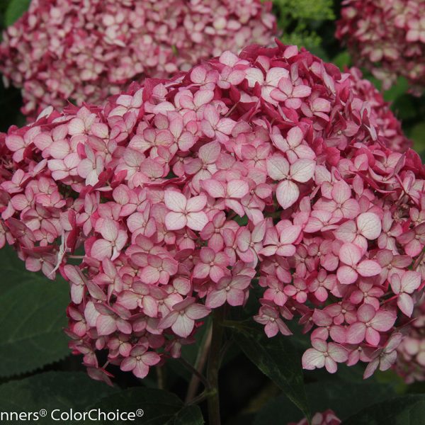 Proven Winners Hydrangea  Invincible Ruby