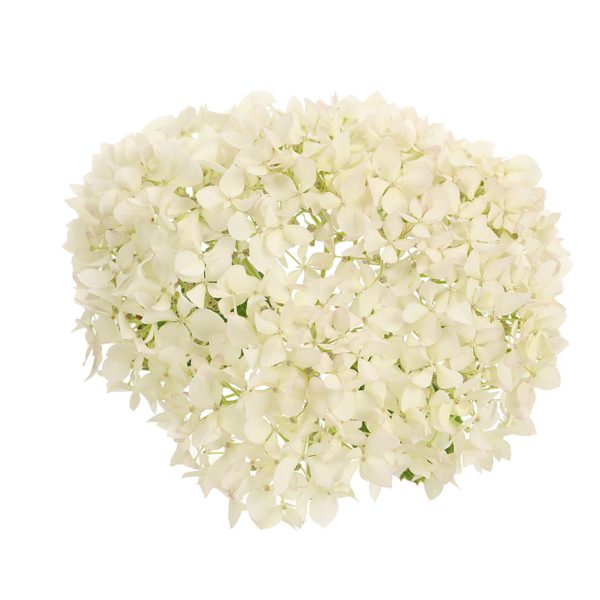 Proven Winners Hydrangea Invincibelle Wee White