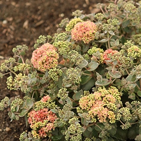 Rock 'N Grow Coraljade Stonecrop 4.25"/quart pot - Proven Winners