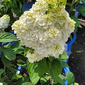 Lavalamp Moonrock Hydrangea #3 gallon pot - Proven Winners