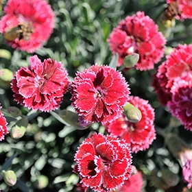Fruit Punch Black Cherry Frost Pinks #1 gallon pot - Proven Winners