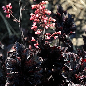 Timeless Night Coral Bells #1 gallon pot