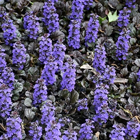 Black Scallop Bugleweed 4.25"/quart pot