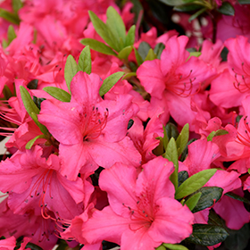 Girard's Rose Azalea #3 gallon pot